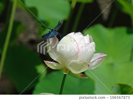 Dragonfly perching on a lotus flower Dragonfly perching on a lotus flower 106567873