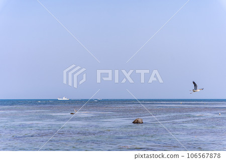 日本最北端宗谷岬的灰鷺 106567878