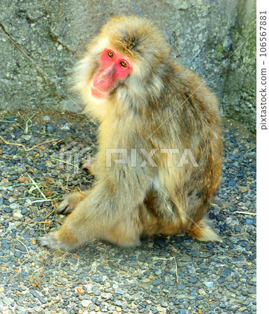 monkey facing front monkey facing front 106567881