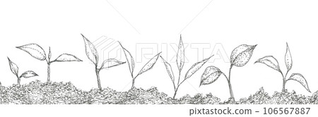 hand drawn illustration material of plant germination hand drawn illustration material of plant germination 106567887