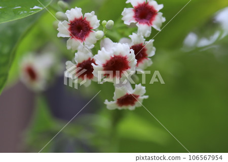 A flower of Hexocazura that produces small white flowers with a reddish center in a field in summer A flower of Hexocazura that produces small white flowers with a reddish center in a field in summer 106567954