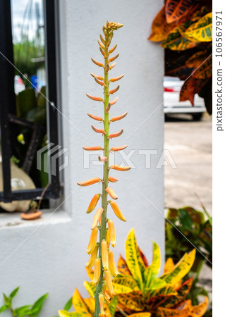 Aloe Vera flower buds blooming. Aloe vera is a plant used primarily to prevent or treat skin problems. Aloe Vera flower buds blooming. Aloe vera is a plant used primarily to prevent or treat skin problems. 106567971