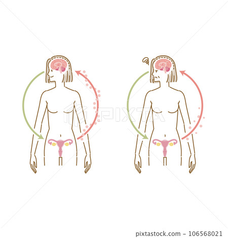 女性荷爾蒙雌激素分泌圖像（性成熟女性和更年期女性組） 106568021