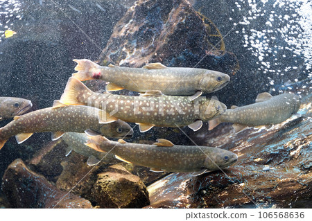 山間溪流戈吉 106568636