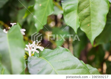 White flower in coffee tree close up White flower in coffee tree close up 106569217