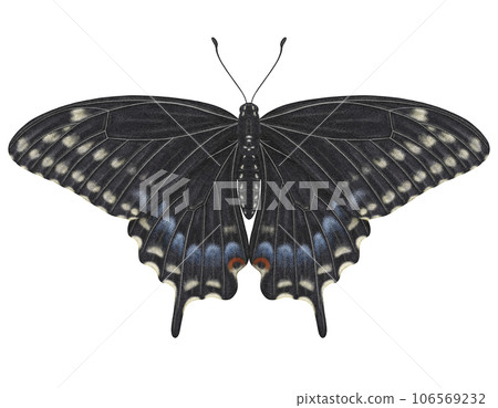 Realistic watercolor butterfly Papilio Polyxenes isolated transparent background 106569232
