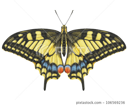 Realistic watercolor butterfly Papilio Machaon isolated transparent background Realistic watercolor butterfly Papilio Machaon isolated transparent background 106569236