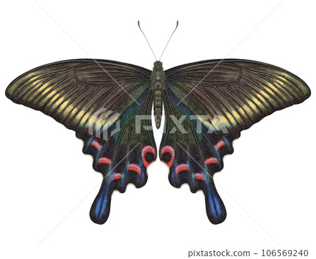 Realistic watercolor butterfly Papilio Maackii isolated with transparent background 106569240