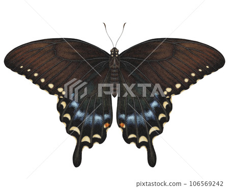 Realistic watercolor butterfly Papilio Troilus with transparent background 106569242