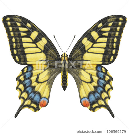 Realistic watercolor butterfly Papilio Machaon front view isolated  106569279