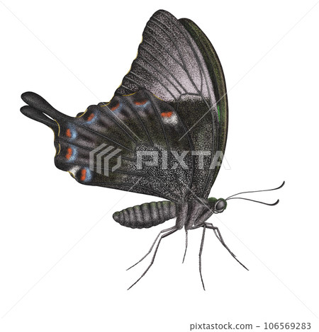 Realistic watercolor butterfly Papilio Palinurus isolated side view Realistic watercolor butterfly Papilio Palinurus isolated side view 106569283