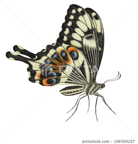 Realistic watercolor butterfly Papilio Ophidicephalus side view isolated  106569287