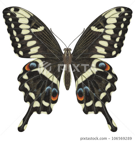 Realistic watercolor butterfly Papilio Ophidicephalus front view isolated transparent background Realistic watercolor butterfly Papilio Ophidicephalus front view isolated transparent background 106569289