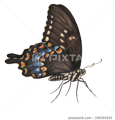 Realistic watercolor butterfly Papilio Troilus side view with transparent background isolated 106569293