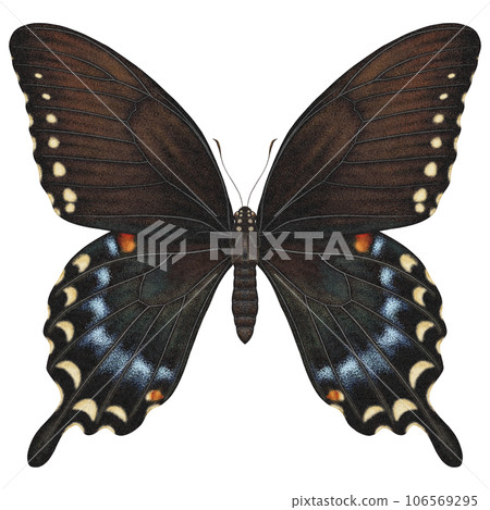 Realistic watercolor butterfly Papilio Troilus front view with transparent background 106569295