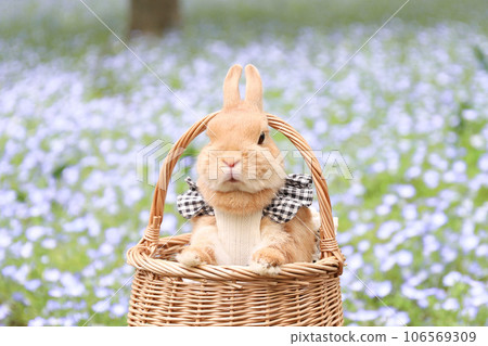 Nemophila and rabbit Nemophila and rabbit 106569309