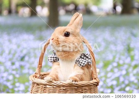 Nemophila and rabbit Nemophila and rabbit 106569310