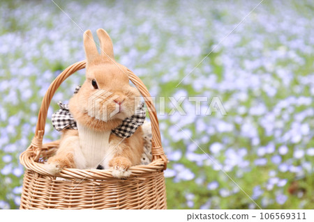 Nemophila and rabbit 106569311