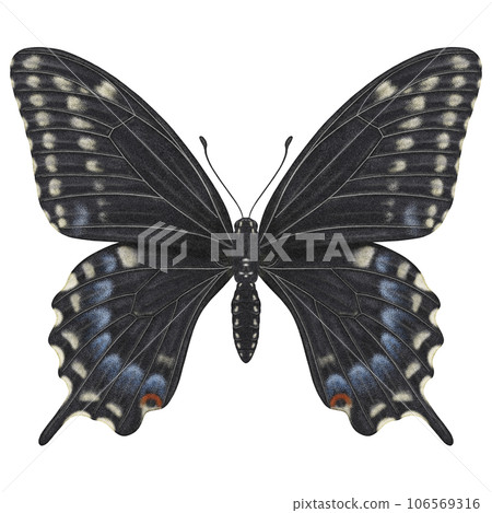 Realistic watercolor butterfly Papilio Polyxenes front view isolated  106569316