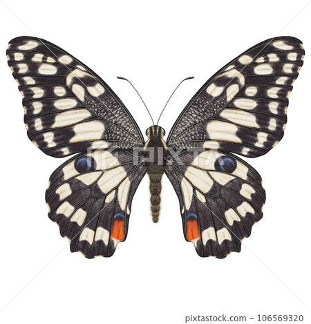 Realistic watercolor butterfly Papilio Demoleus front view isolated Realistic watercolor butterfly Papilio Demoleus front view isolated 106569320
