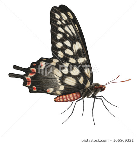 Realistic watercolor butterfly Papilio Antenor side view isolated Realistic watercolor butterfly Papilio Antenor side view isolated 106569321