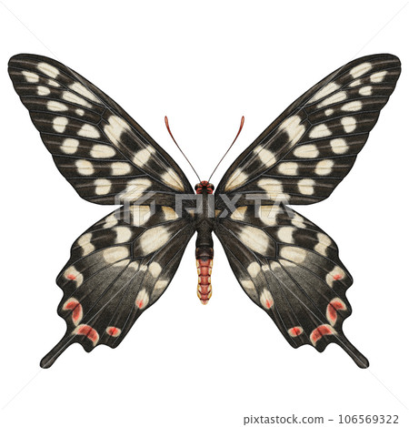 Realistic watercolor butterfly Papilio Antenor front view isolated  106569322