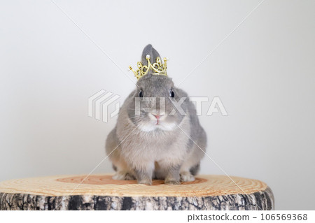 rabbit wearing a crown 106569368