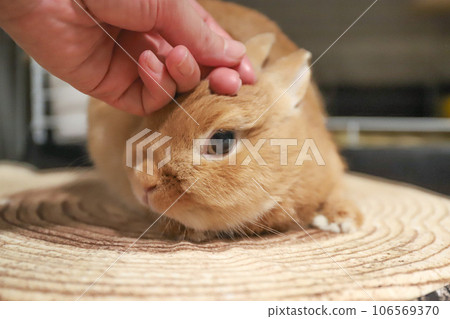 Rabbit being petted Rabbit being petted 106569370