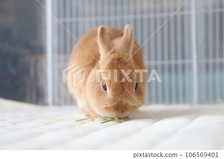 rabbit eating grass 106569401