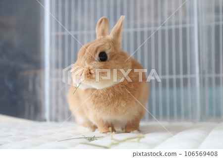 rabbit eating grass rabbit eating grass 106569408