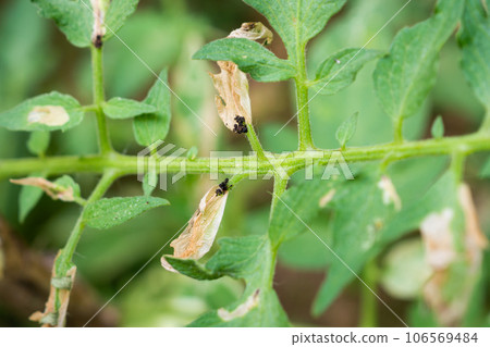 Tomatoes plant with disease on leaves in vegetable garden 106569484