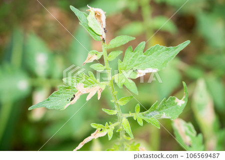 Tomatoes plant with disease on leaves in vegetable garden 106569487
