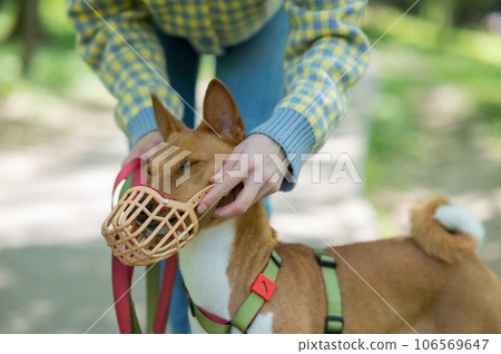 The owner puts a muzzle on the African dog breed Basenji for a walk. 106569647