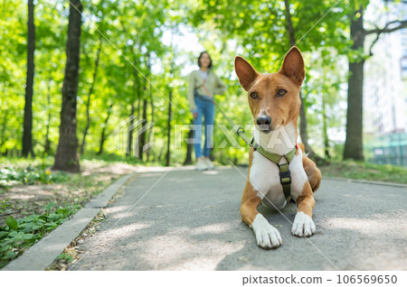 A young woman walks with an African basenji dog on a leash in the park. 106569650