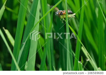 A yellow-bellied birch that hunted grasshoppers A yellow-bellied birch that hunted grasshoppers 106569680