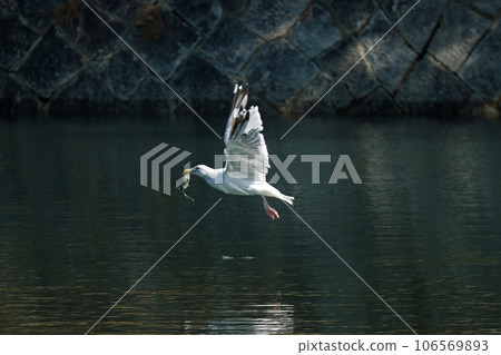 Seagull flying with fish in its mouth Seagull flying with fish in its mouth 106569893