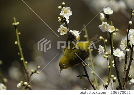 Plum and mezzo Plum and mezzo 106570031