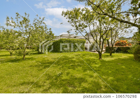 an apple tree in the backyard with green grass and white flowers on the ground under a blue sky stock photo 106570298