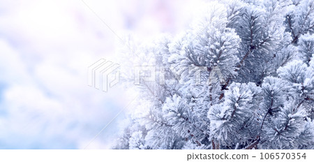 Horizontal Christmas banner with branch of pine-tree (Scotch fir) on abstract backdrop. Holiday xmas background with fir tree. Copy space for text. Photo toned in pink and blue color 106570354
