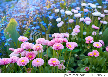 Cheerful pink daisies and blue forget-me-nots Myosotis on a green meadow Cheerful pink daisies and blue forget-me-nots Myosotis on a green meadow 106570507