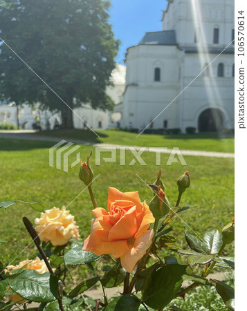 bright roses bloom on the territory of the monastery bright roses bloom on the territory of the monastery 106570614