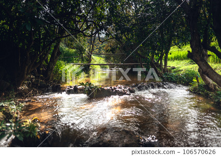 Water stream in the rice fields 106570626