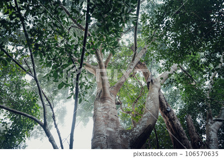 Trees and paths in the rainforest 106570635