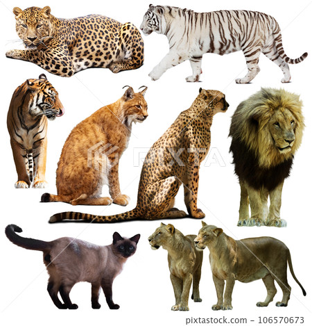 Set of wild mammals isolated over white background Set of wild mammals isolated over white background 106570673