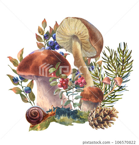 Watercolor illustration forest boletus mushrooms with dry leaf, forest plant, cones and spruce branch. Hand drawn iluustration, Isolated on a white background Watercolor illustration forest boletus mushrooms with dry leaf, forest plant, cones and spruce branch. Hand drawn iluustration, Isolated on a white background 106570822