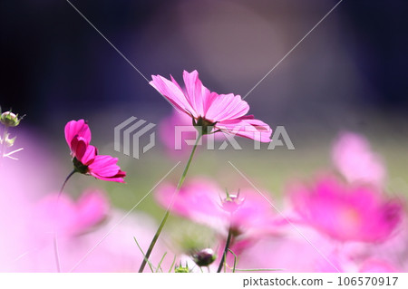 Beautiful landscape with cosmos flowers 106570917