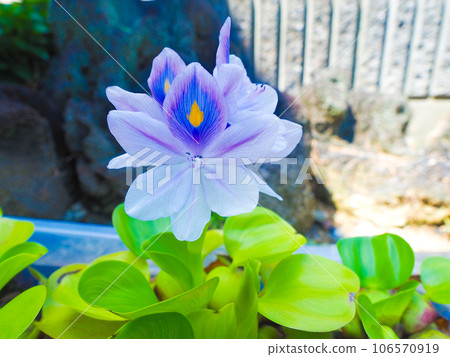 Water hyacinth Water hyacinth 106570919