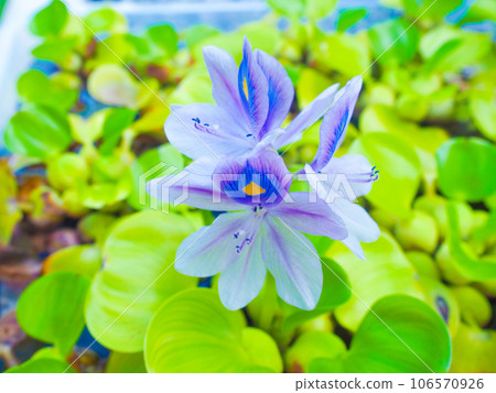 Water hyacinth Water hyacinth 106570926