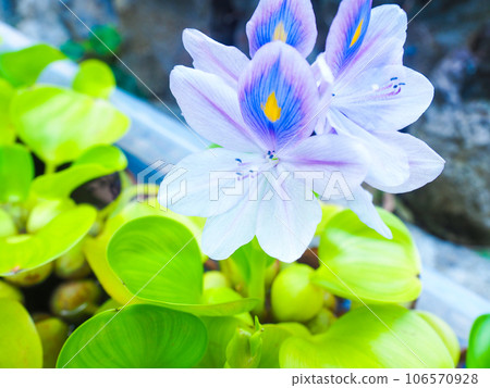 水葫蘆 106570928