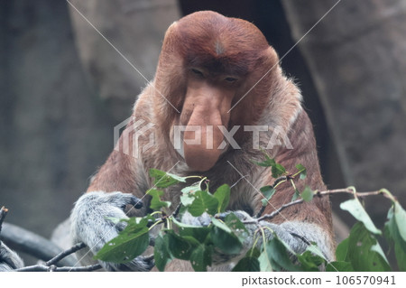 Monza monkey Monza monkey 106570941